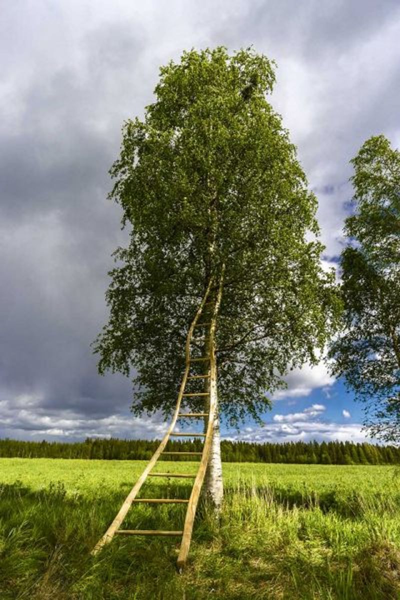 Stairway to Heaven – Krokvuxen stege