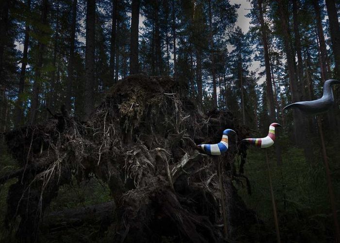 Vitterorrar vid rotvältan