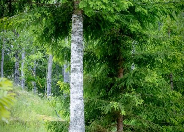 Grörken Konstnärlig installation i Harg