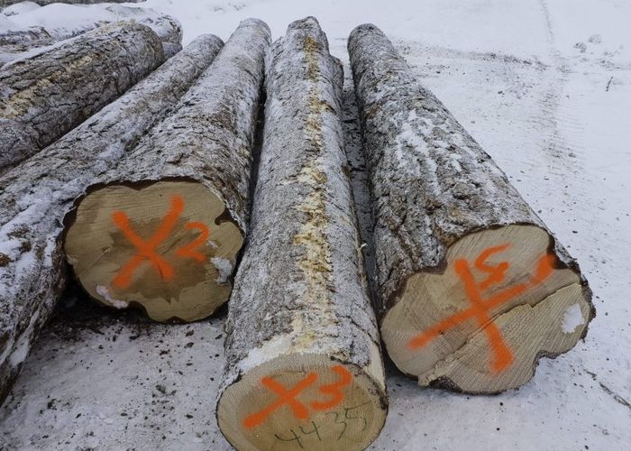 Övergrovt virke är den största rikedomen...