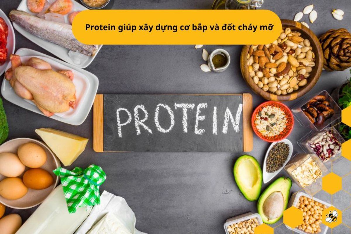 Protein giúp xây dựng cơ bắp và đốt cháy mỡ