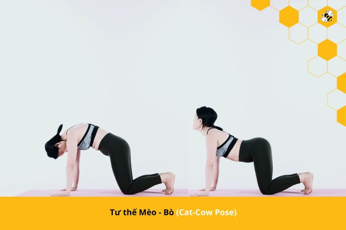 Tư thế Mèo - Bò (Cat-Cow Pose)