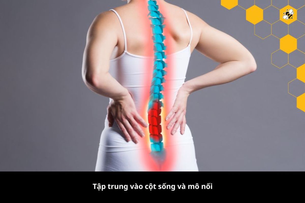 Tập trung vào cột sống và mô nối