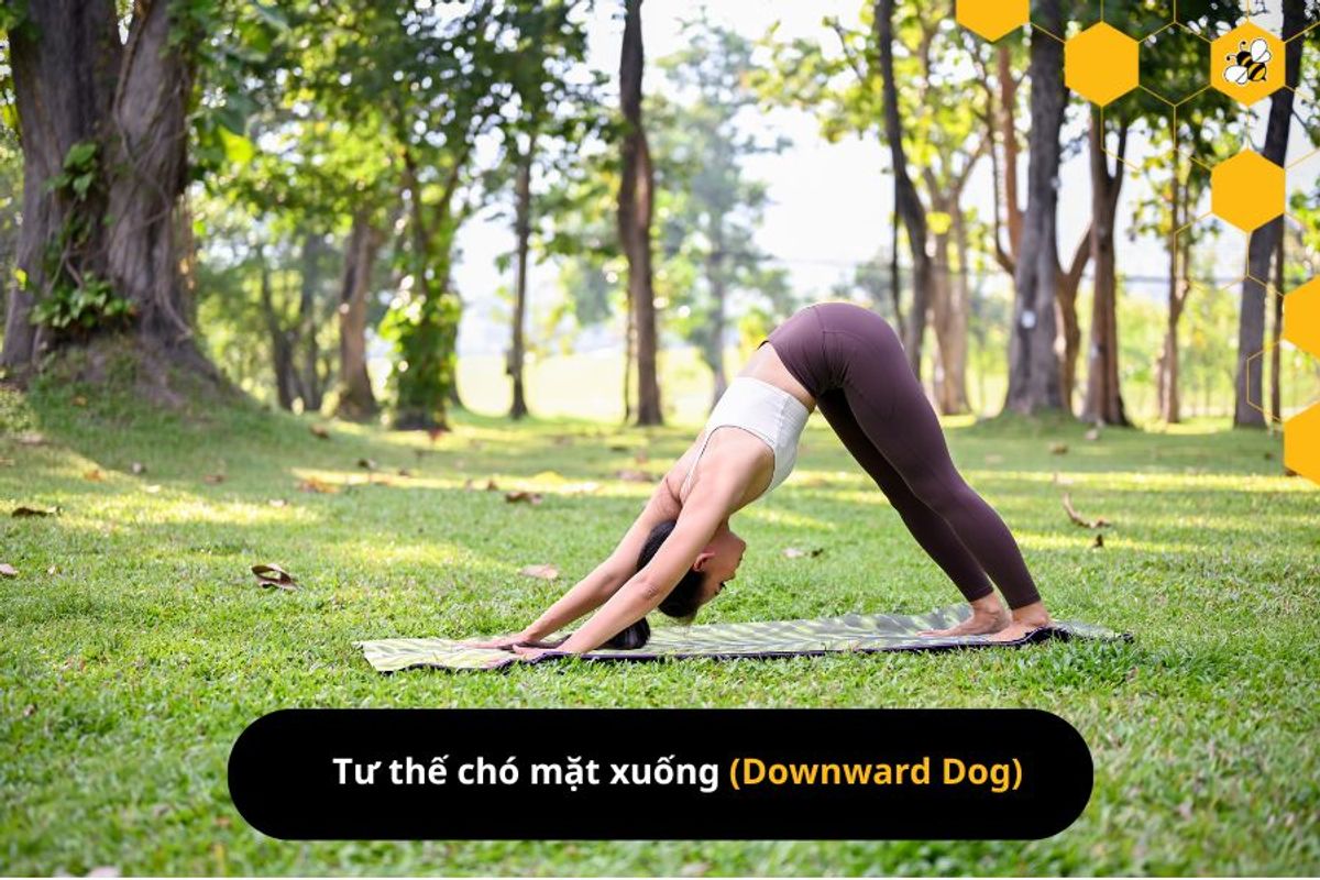 Tư thế chó mặt xuống (Downward Dog)