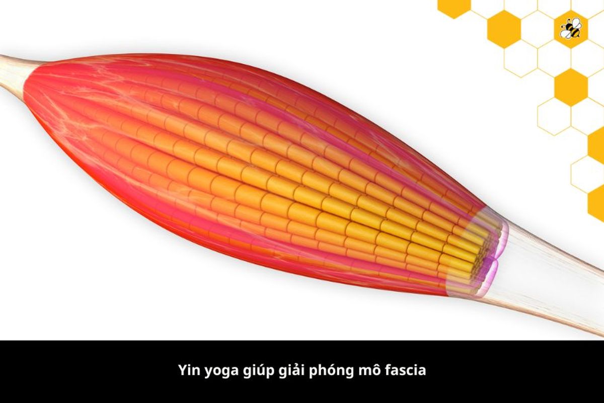 Yin yoga giúp giải phóng mô fascia