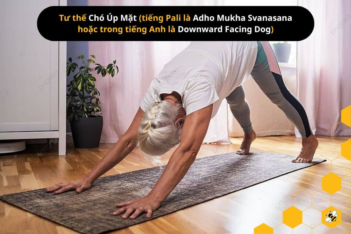 Tư thế Chó Úp Mặt (tiếng Pali là Adho Mukha Svanasana hoặc trong tiếng Anh là Downward Facing Dog)