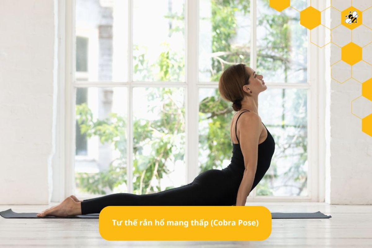 Tư thế rắn hổ mang thấp (Cobra Pose)