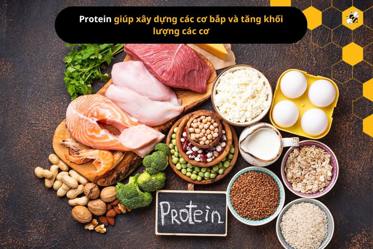Protein giúp xây dựng các cơ bắp và tăng khối lượng các cơ