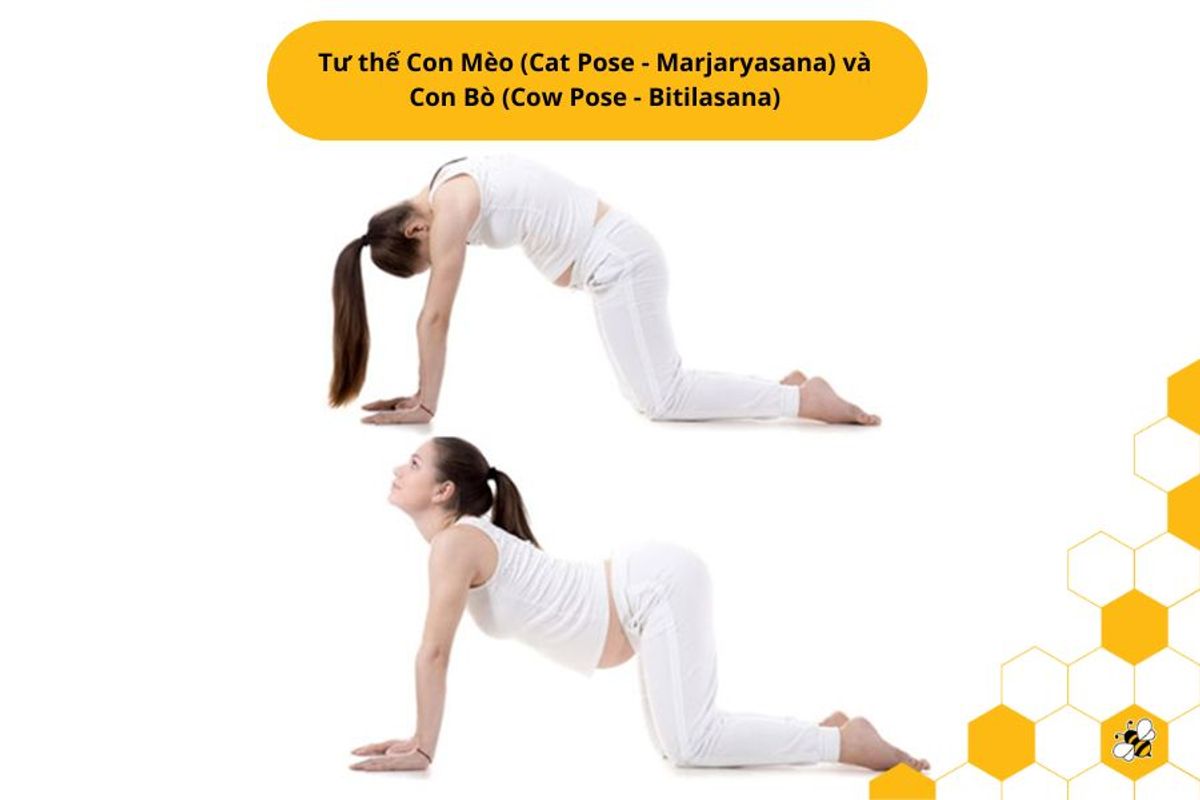 Tư thế Con Mèo (Cat Pose - Marjaryasana) và Con Bò (Cow Pose - Bitilasana)
