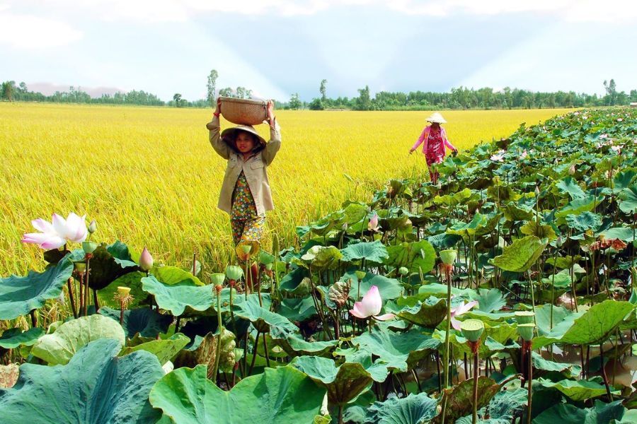 Hồ bơi (bể bơi) tỉnh Đồng Tháp