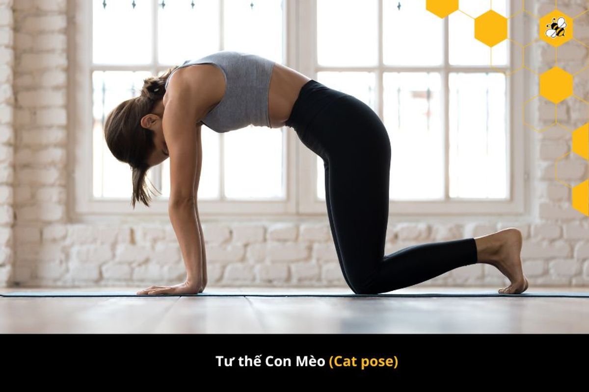 Tư thế Con Mèo (Cat pose)