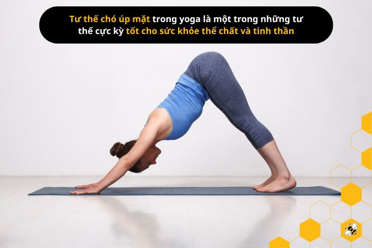 Tư thế chó úp mặt trong yoga là một trong những tư thế cực kỳ tốt cho sức khỏe thể chất và tinh thần