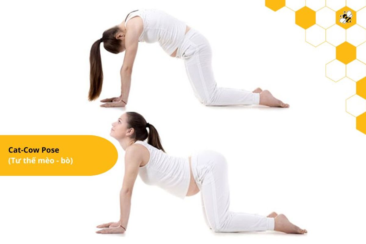 Cat-Cow Pose (Tư thế mèo - bò)