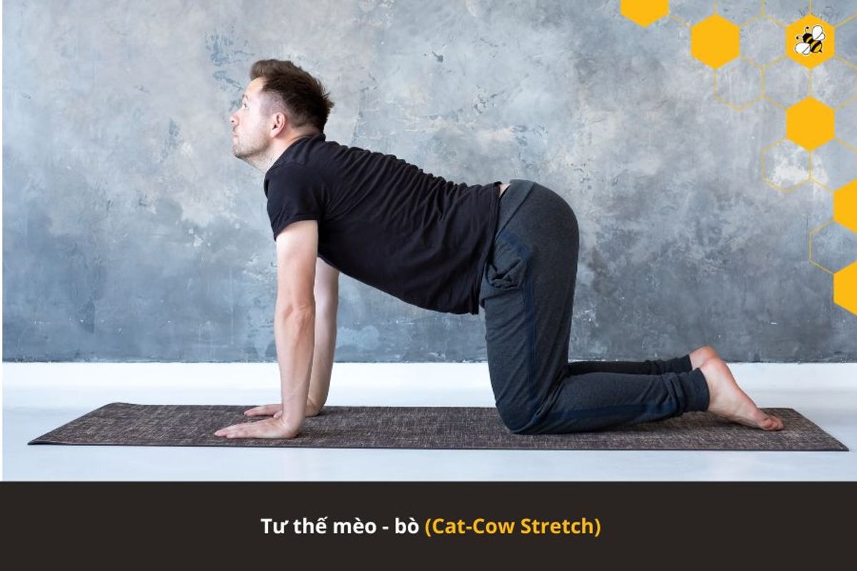 Tư thế mèo - bò (Cat-Cow Stretch)