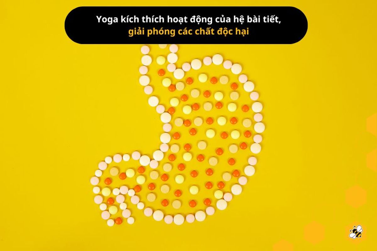 Yoga kích thích hoạt động của hệ bài tiết, giải phóng các chất độc hại