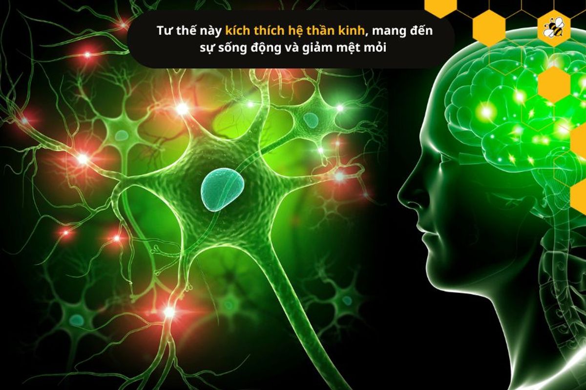Tư thế này kích thích hệ thần kinh, mang đến sự sống động và giảm mệt mỏi