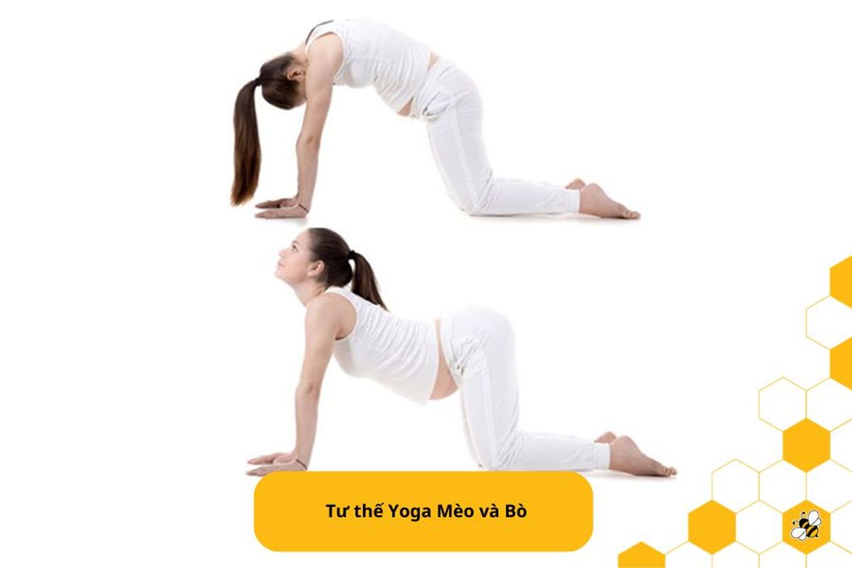 Tư thế Yoga Mèo và Bò