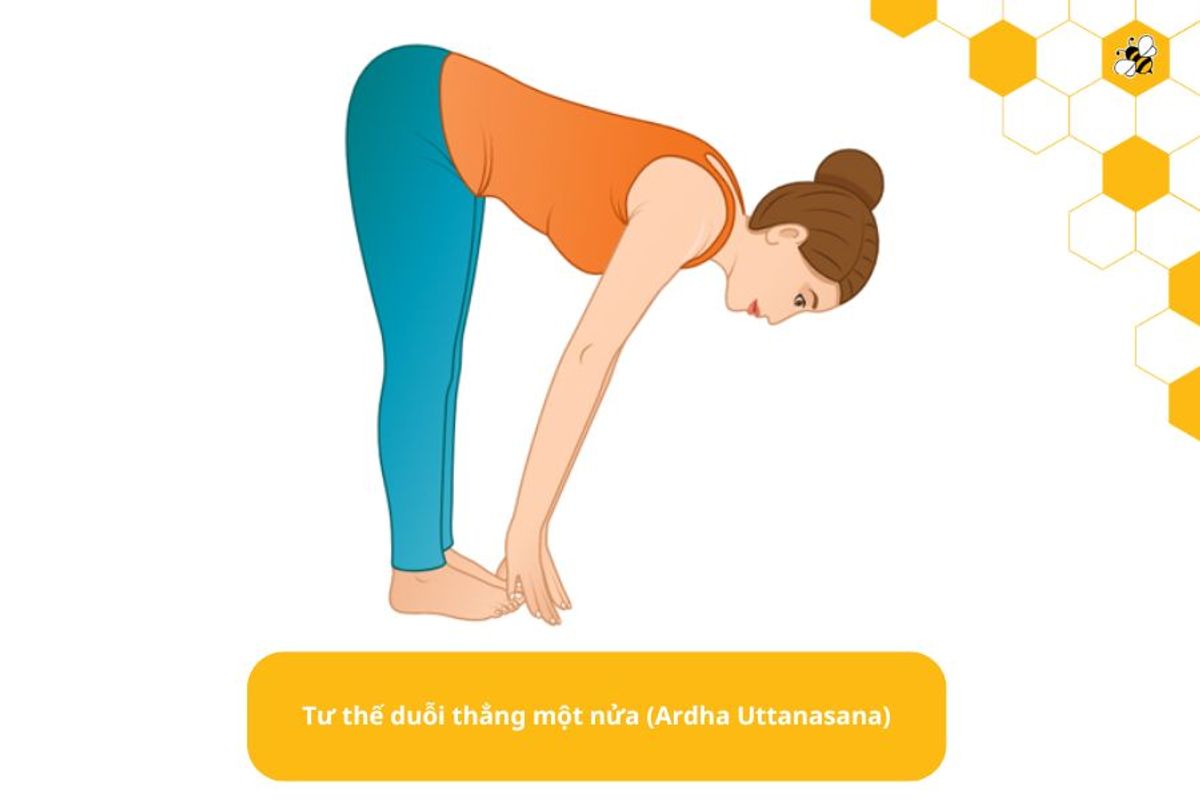 Tư thế duỗi thẳng một nửa (Ardha Uttanasana)