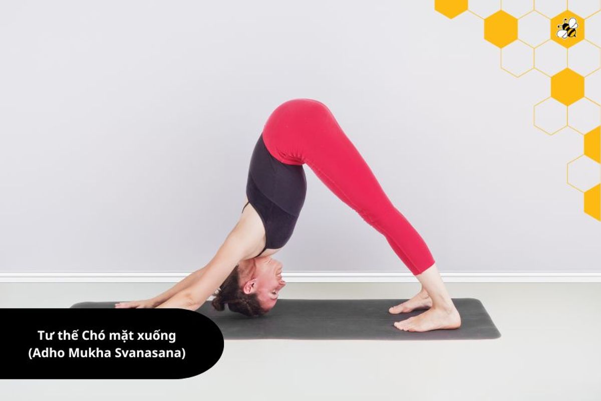 Tư thế Chó mặt xuống (Adho Mukha Svanasana)