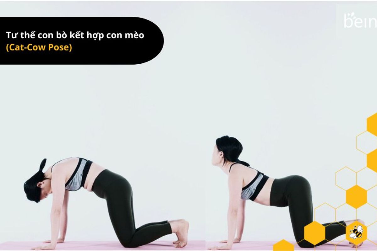 Tư thế con bò kết hợp con mèo (Cat-Cow Pose)