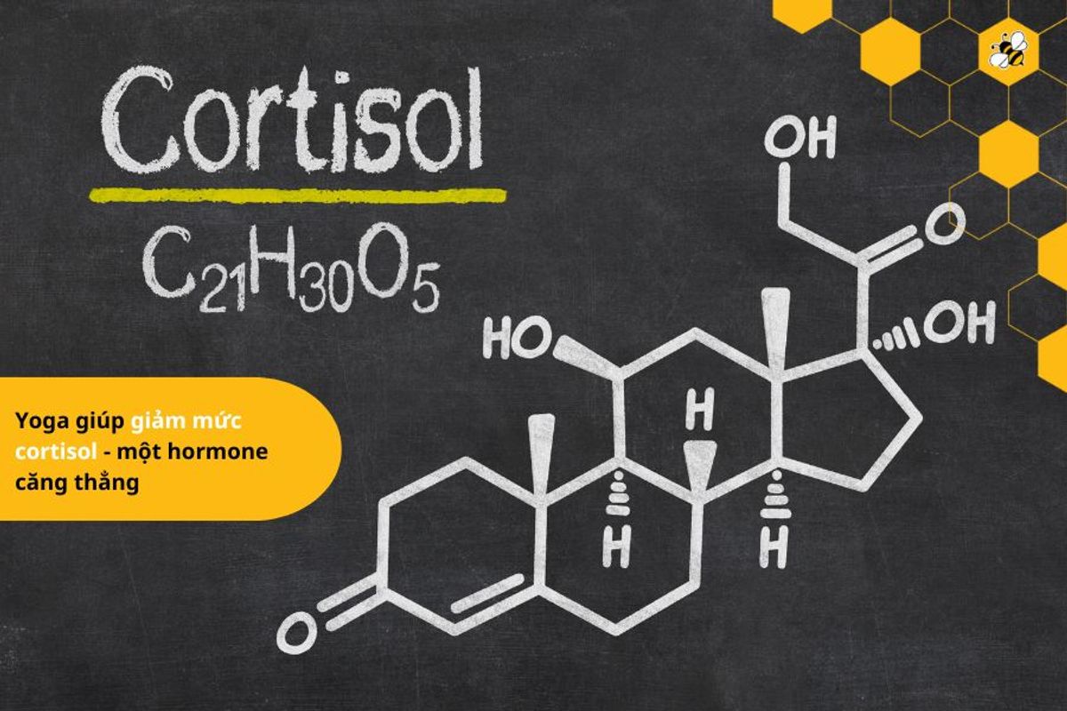 Yoga giúp giảm mức cortisol - một hormone căng thẳng