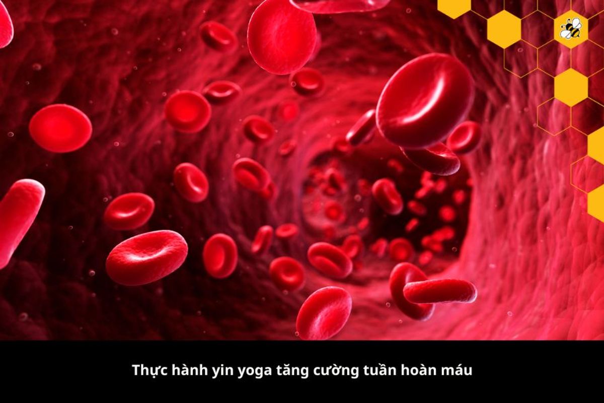 Thực hành yin yoga tăng cường tuần hoàn máu