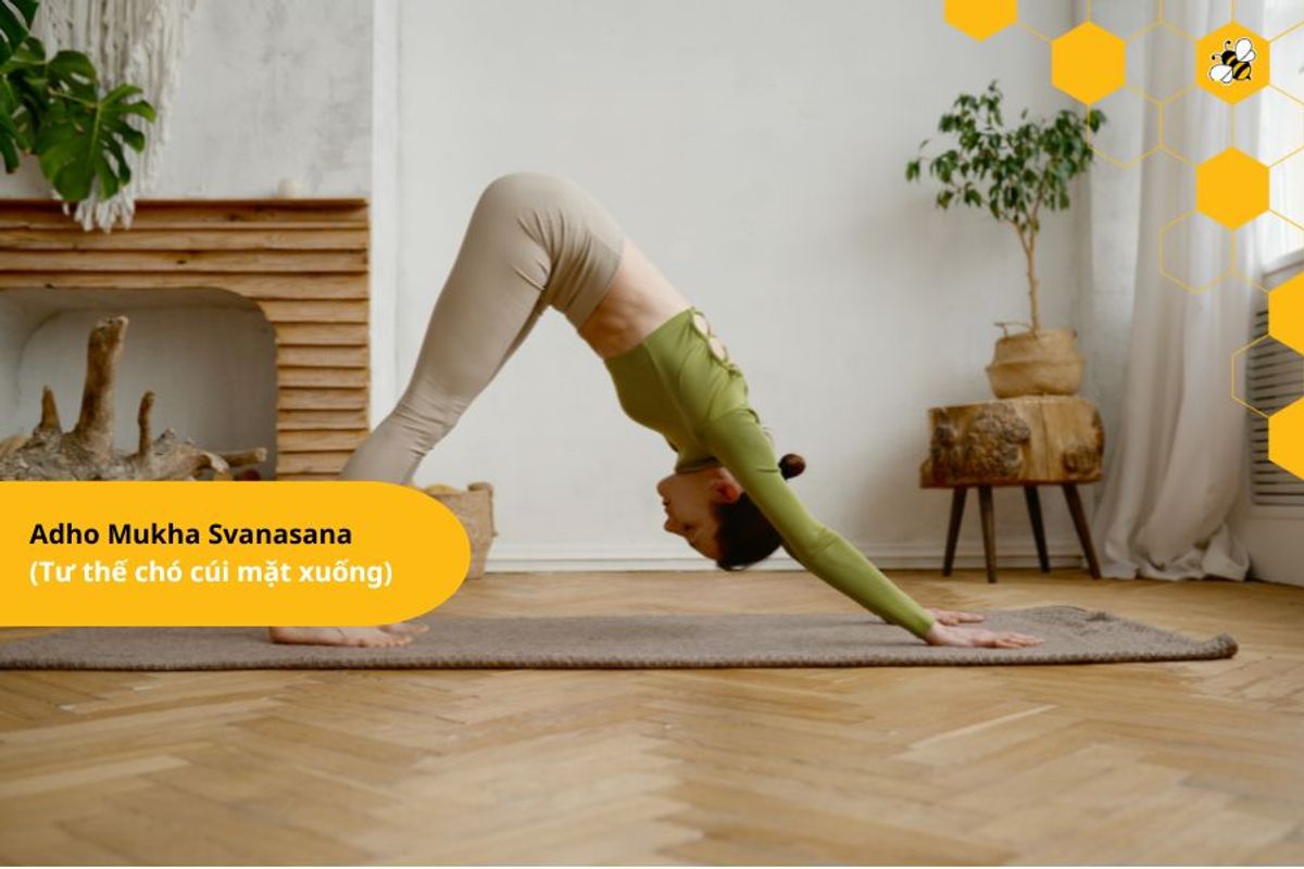 Adho Mukha Svanasana  (Tư thế chó cúi mặt xuống)