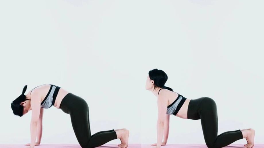 Tư thế con mèo - bò trong yoga là gì?
