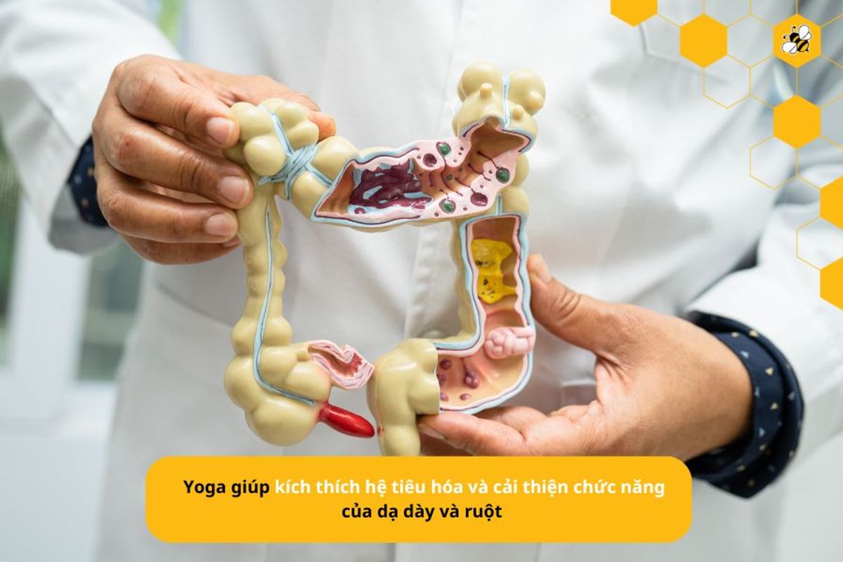 Yoga giúp kích thích hệ tiêu hóa và cải thiện chức năng của dạ dày và ruột