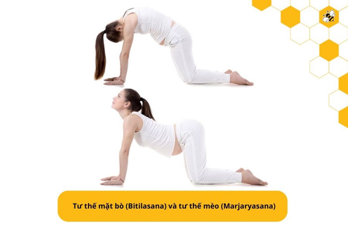 Tư thế mặt bò (Bitilasana) và tư thế mèo (Marjaryasana)