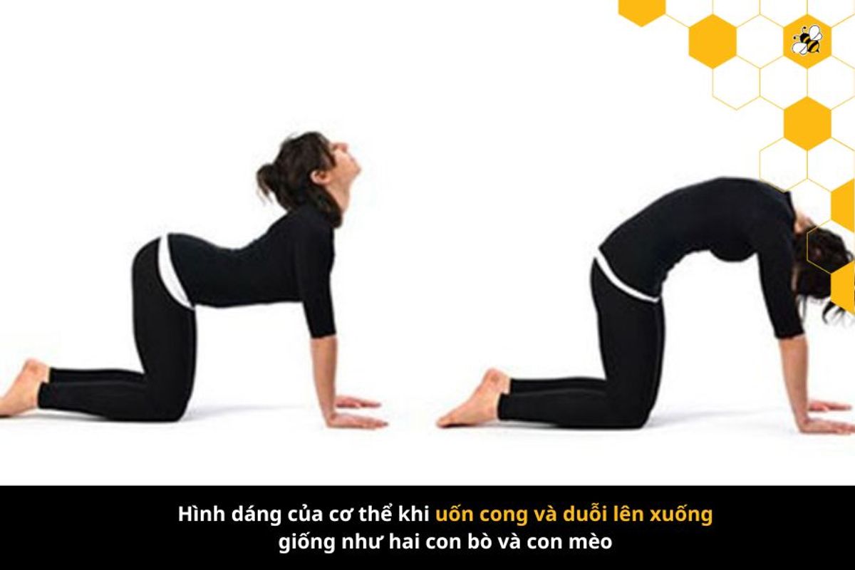 Hình dáng của cơ thể khi uốn cong và duỗi lên xuống giống như hai con bò và con mèo