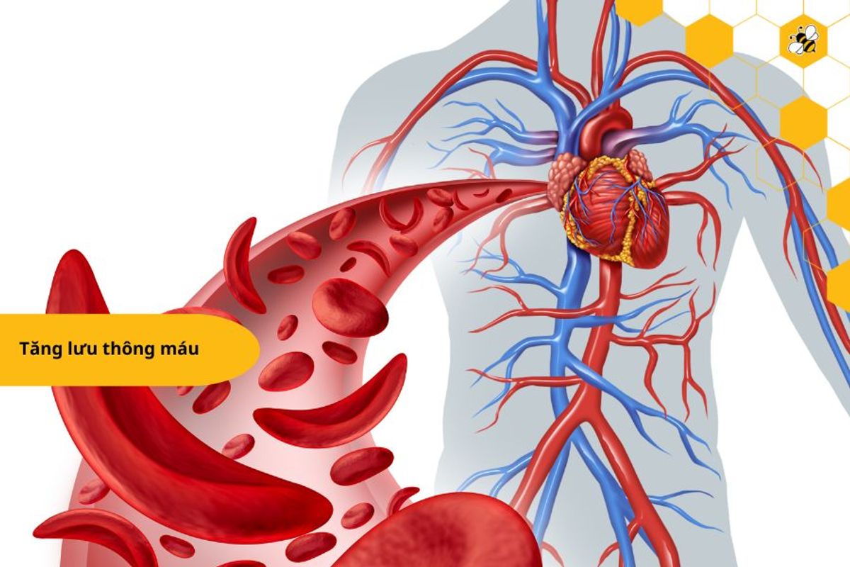 Tăng lưu thông máu