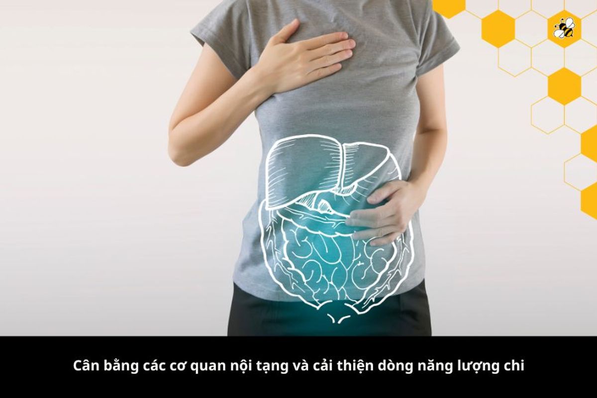 Cân bằng các cơ quan nội tạng và cải thiện dòng năng lượng chi