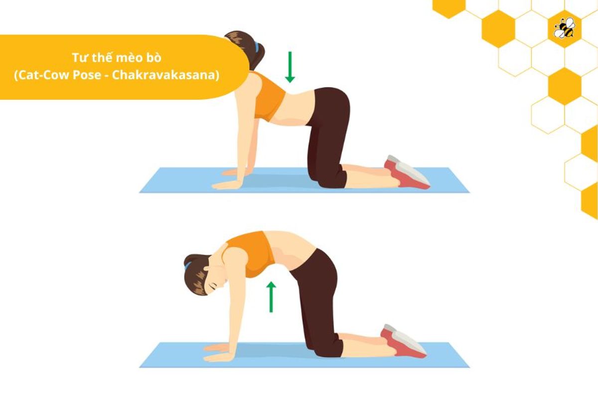 Tư thế mèo bò (Cat-Cow Pose - Chakravakasana)