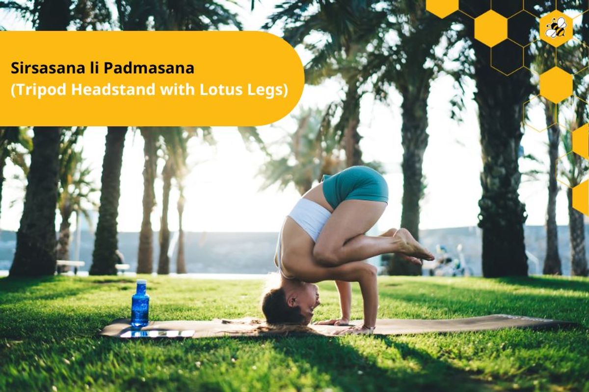 Sirsasana li Padmasana (Tripod Headstand with Lotus Legs)
