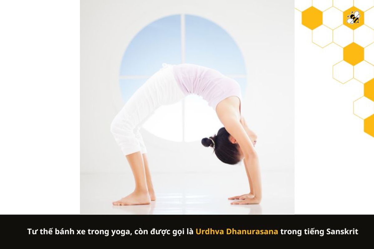 Tư thế bánh xe trong yoga, còn được gọi là Urdhva Dhanurasana trong tiếng Sanskrit
