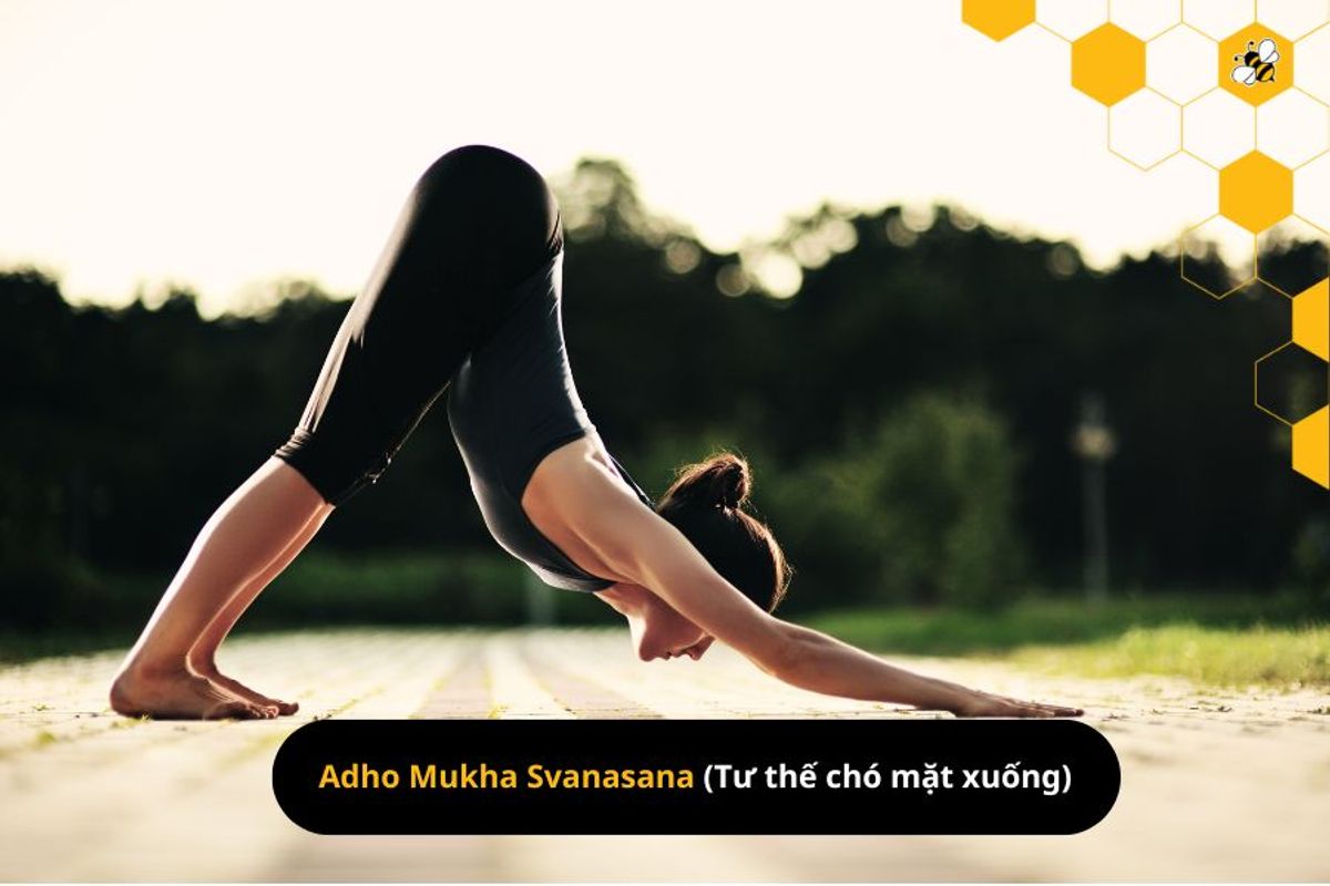 Adho Mukha Svanasana (Tư thế chó mặt xuống)