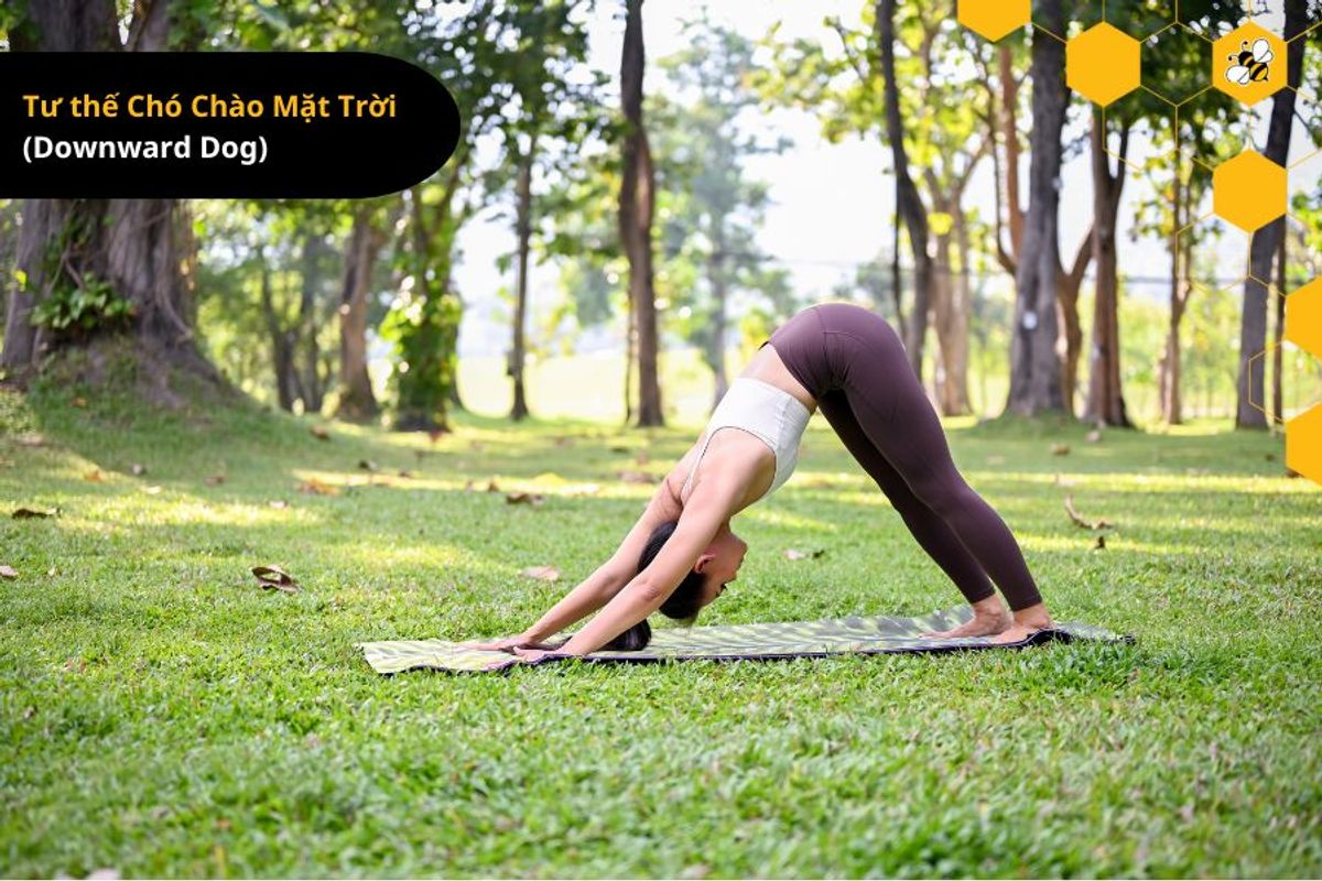 Tư thế Chó Chào Mặt Trời  (Downward Dog)