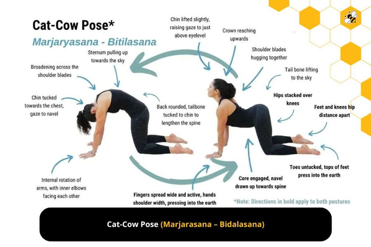 Cat-Cow Pose (Marjarasana – Bidalasana)