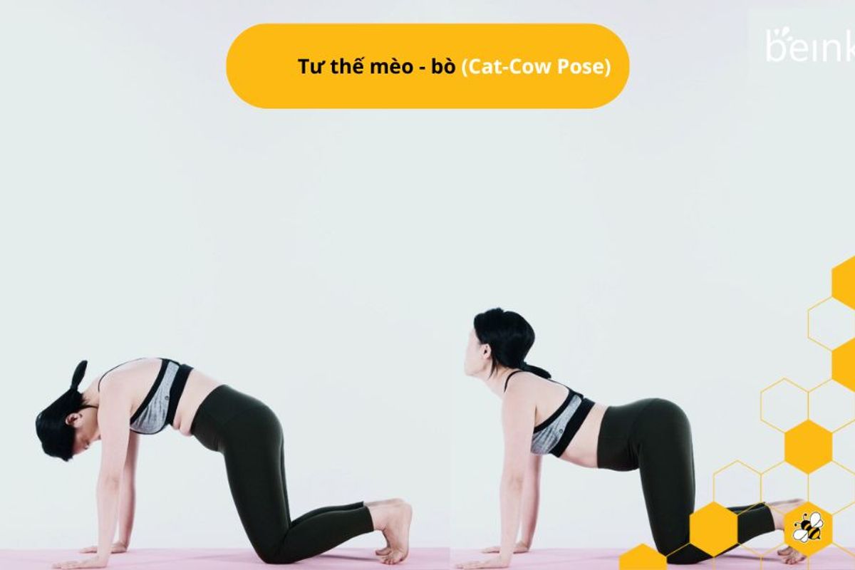 Tư thế mèo - bò (Cat-Cow Pose)