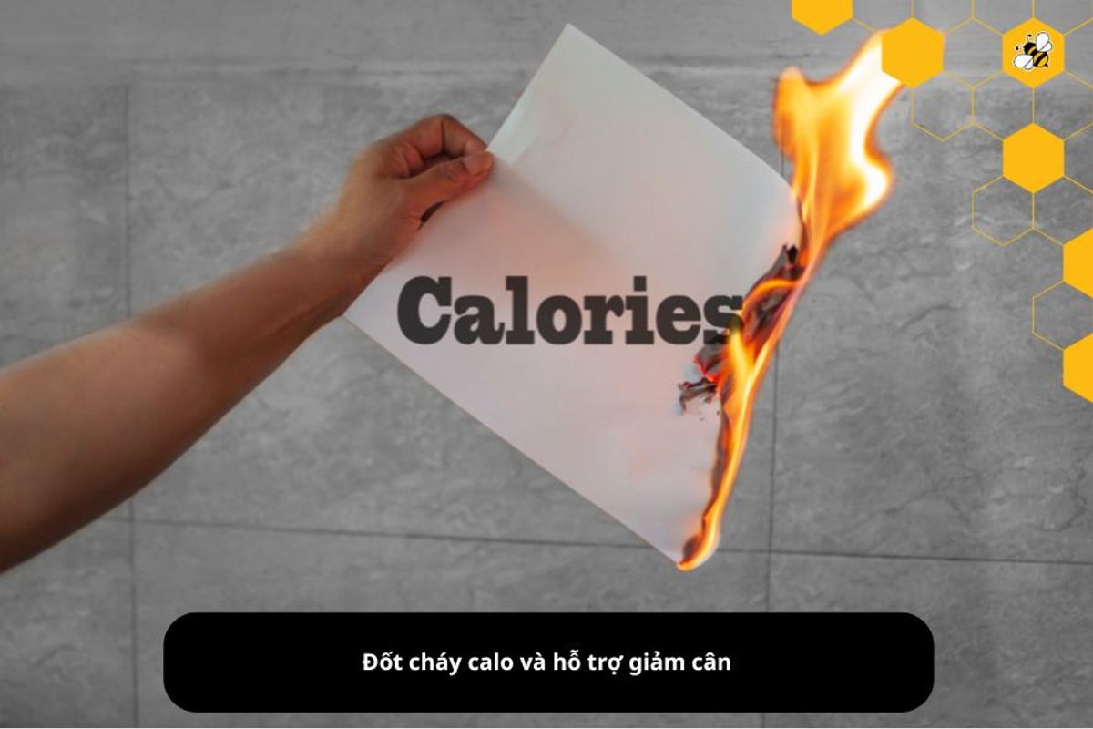 Đốt cháy calo và hỗ trợ giảm cân