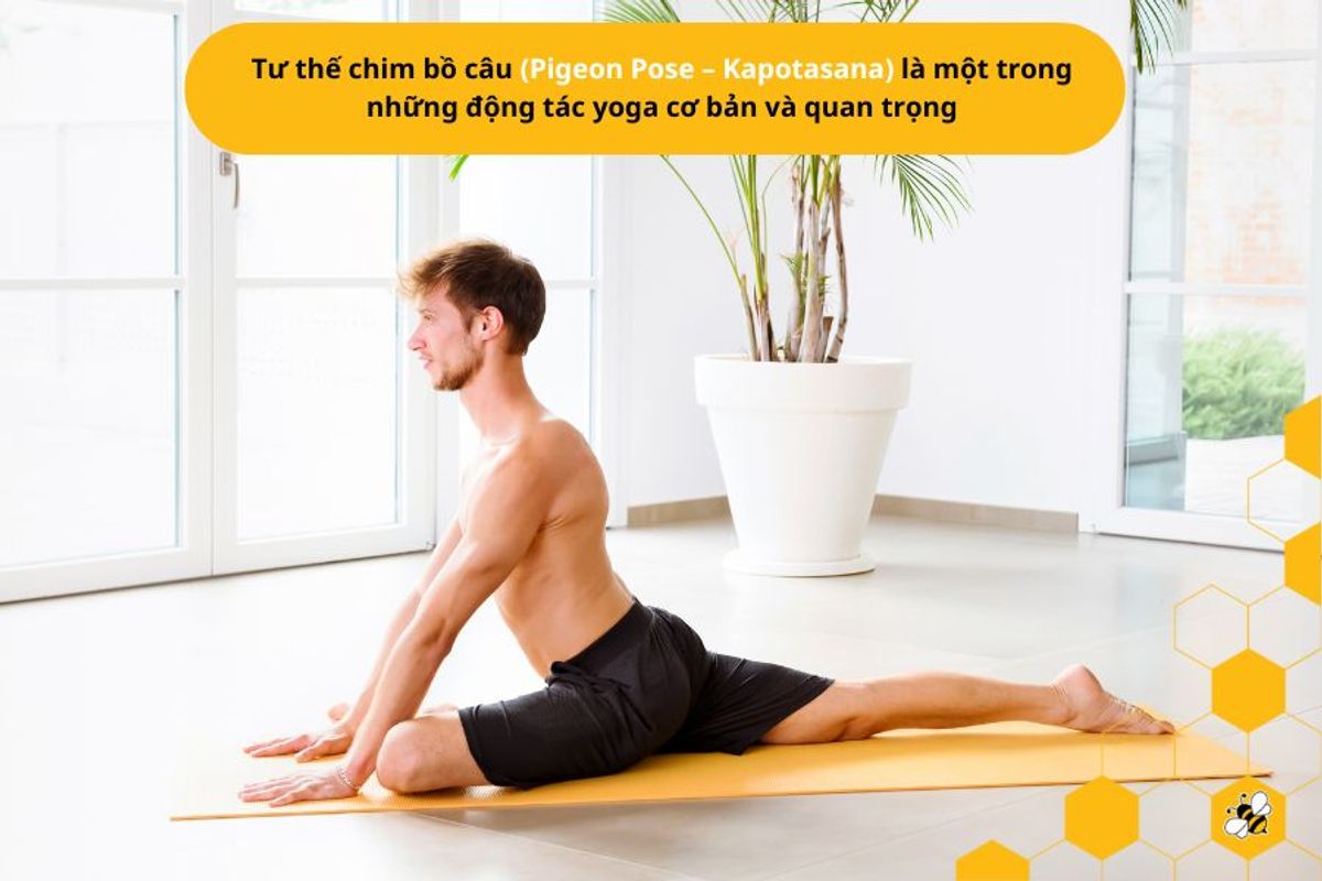 Tư thế chim bồ câu (Pigeon Pose – Kapotasana) là một trong những động tác yoga cơ bản và quan trọng