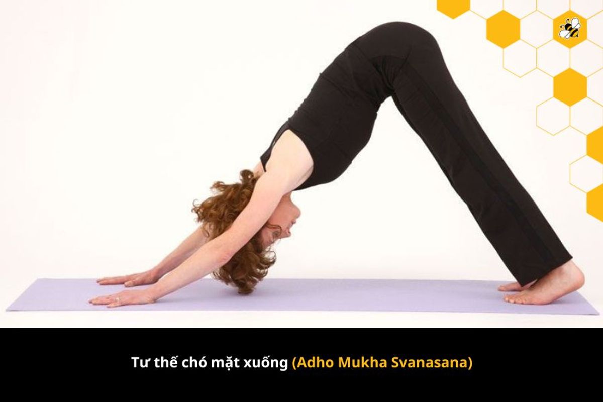 Tư thế chó mặt xuống (Adho Mukha Svanasana)