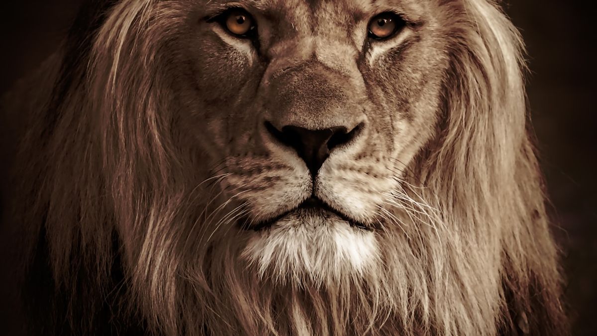 AdamW vs Lion: GPU 메모리 33% 절약하면서 성능은 유지하는 방법