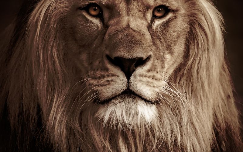 AdamW vs Lion: GPU 메모리 33% 절약하면서 성능은 유지하는 방법