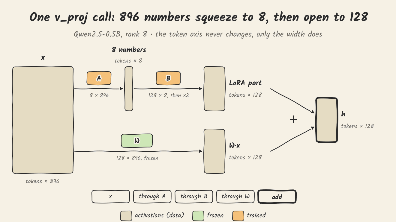 An animation of one v_proj call in Qwen2.5-0.5B at rank 8. The input x is a tall block, tokens by 896. It passes through A (8 by 896, trained) and becomes a thin block of tokens by 8, then through B (128 by 8, trained) and a scale of 2 to become tokens by 128, the LoRA part. Below, the same x passes through the frozen W (128 by 896) to give W·x, also tokens by 128. The two are added to give h. The token axis stays the same throughout; only the width changes. Widths are ordered but not to scale.