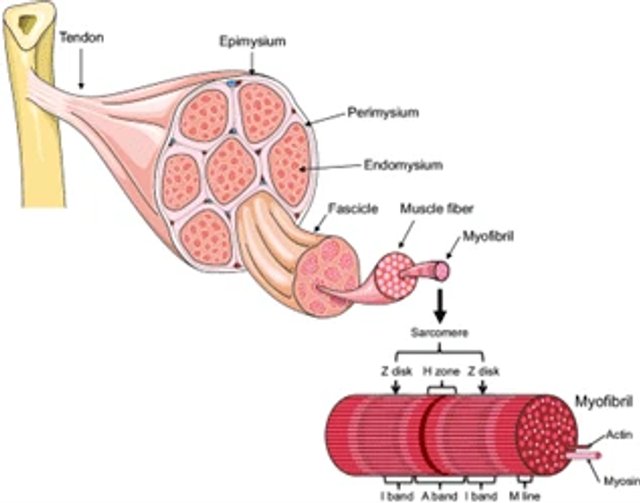 Muscle fibre diagram