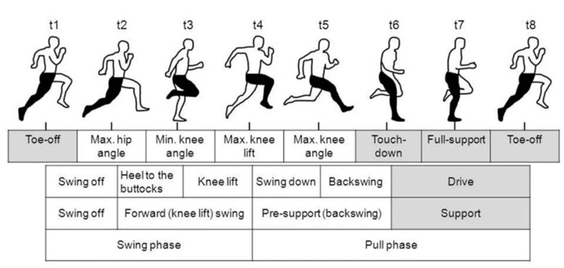 Running stride phases