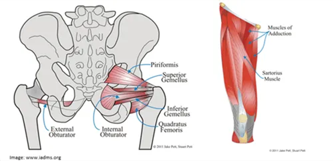 Hip anatomy