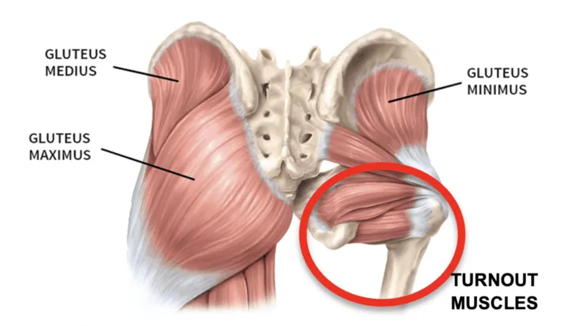 Turn out muscle diagram